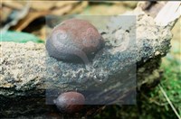 登錄號:F0008934藏品圖，第4張