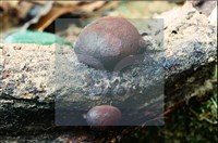 登錄號:F0008934藏品圖，第5張