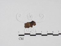 登錄號:F0008935藏品圖，第1張