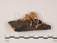 登錄號:F0008936藏品圖，第1張