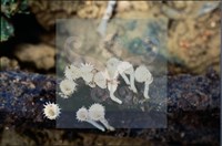 登錄號:F0008936藏品圖，第6張