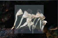 登錄號:F0008936藏品圖，第7張