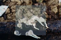 登錄號:F0008936藏品圖，第8張