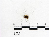 登錄號:F0008940藏品圖，第1張