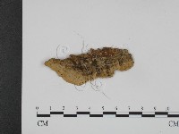 登錄號:F0008950藏品圖，第3張