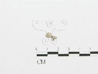 裂褶菌藏品圖，第1張