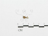 裂褶菌藏品圖，第3張