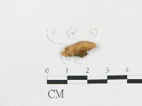 登錄號:F0008954藏品圖，第1張