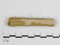 登錄號:F0008955藏品圖，第1張