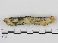 登錄號:F0008956藏品圖，第1張