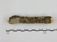 登錄號:F0008959藏品圖，第1張