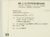 冇骨消絲齒菌藏品圖，第2張