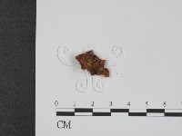 登錄號:F0008962藏品圖，第3張