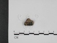 登錄號:F0008963藏品圖，第1張