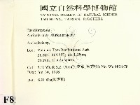 木耳屬藏品圖，第2張