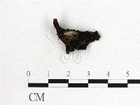 木耳屬藏品圖，第3張