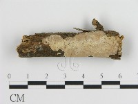 刺皮菌屬藏品圖，第1張