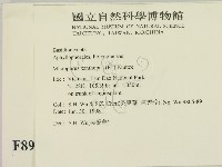 黄柄小孔菌藏品圖，第2張