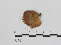 黄柄小孔菌藏品圖，第1張