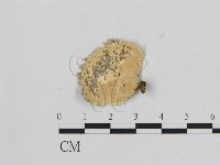 黄柄小孔菌藏品圖，第3張