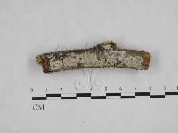 登錄號:F0008977藏品圖，第1張