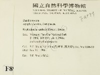 冇骨消絲齒菌藏品圖，第2張