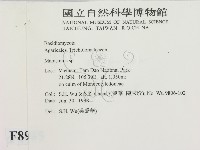 小皮傘屬藏品圖，第2張