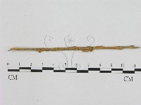 小皮傘屬藏品圖，第1張