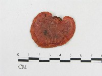 血紅密孔菌藏品圖，第3張