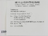剛毛絲皮菌藏品圖，第2張