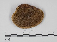 登錄號:F0008991藏品圖，第3張