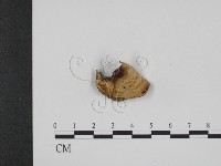 登錄號:F0008993藏品圖，第3張