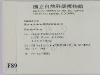 刺革菌屬藏品圖，第2張