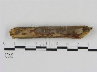 刺革菌屬藏品圖，第1張