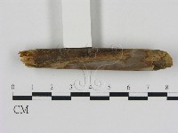 刺革菌屬藏品圖，第3張