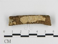 刺皮菌屬藏品圖，第1張