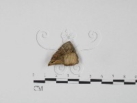 韌革菌屬藏品圖，第1張