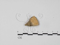 韌革菌屬藏品圖，第3張