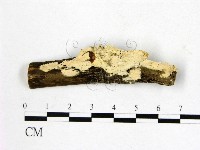 顯絲菌屬藏品圖，第1張