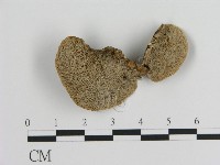 蜂窩菌屬藏品圖，第3張