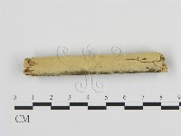 絲齒菌屬藏品圖，第1張