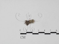 登錄號:F0009016藏品圖，第1張