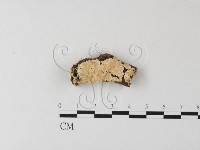 登錄號:F0009017藏品圖，第1張