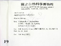 顯絲菌屬藏品圖，第2張