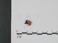 登錄號:F0009021藏品圖，第1張