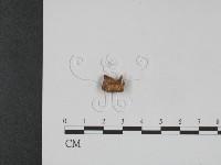 登錄號:F0009021藏品圖，第3張