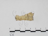 射脈菌屬藏品圖，第1張