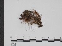 登錄號:F0009028藏品圖，第1張