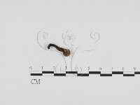 香菇	藏品圖，第1張