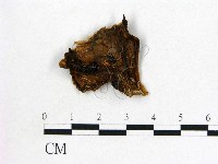 登錄號:F0009034藏品圖，第1張